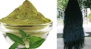 Bhringraj Powder For Hair : దీన్ని రాస్తే చాలు.. మీ జుట్టు అస‌లు రాల‌దు.. వ‌ద్ద‌న్నా పెరుగుతూనే ఉంటుంది..!