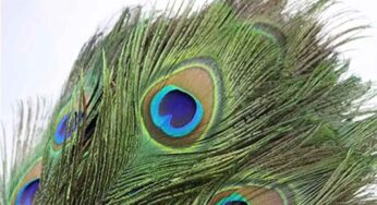 Peacock Feathers : నెమలి ఈకలతో దోషాలను తొలగించుకుని.. సమస్యల నుంచి ఇలా బయట పడండి..!