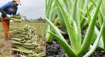 Aloe Vera Farming : క‌ల‌బంద పంట‌తో అధిక ఆదాయం.. రూ.10 ల‌క్ష‌ల‌కు పైగానే సంపాద‌న‌..