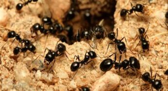 Ants : చీమలకి ఆహారం పెడితే.. ఇంత పుణ్యం వస్తుందా..?