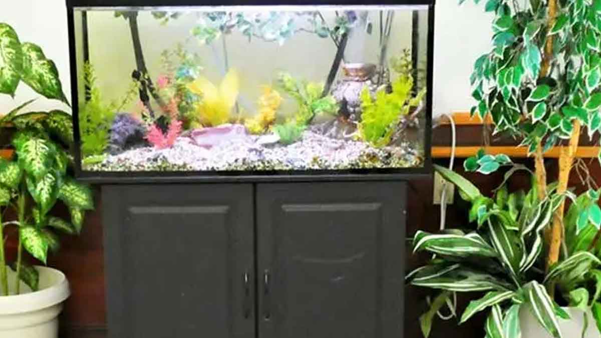 aquarium in home vastu benefits 