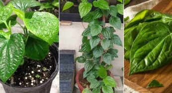 Betel Leaves Plant : త‌మ‌ల‌పాకు మొక్క‌ను ఇంట్లో పెంచుకుంటే ఏం జ‌రుగుతుందో తెలుసా..?