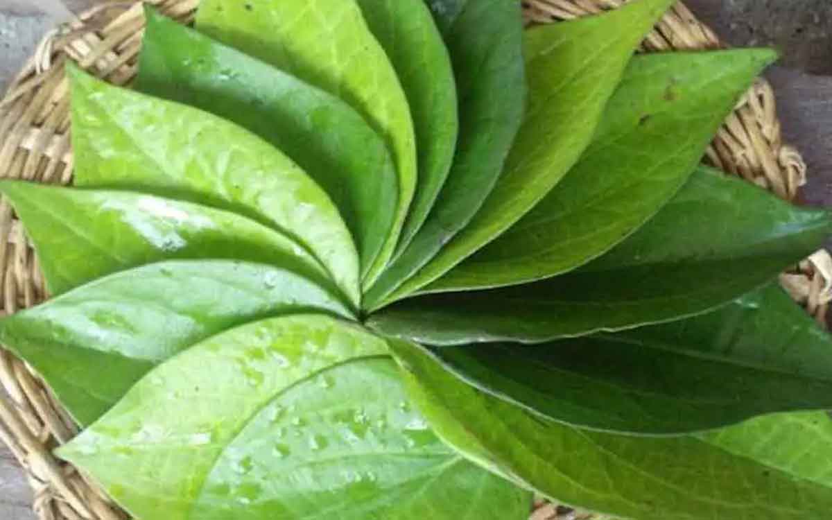 do not forget to take betel leaves 