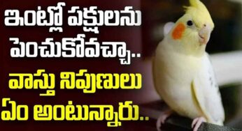 Birds At Home : ఇంట్లో ప‌క్షుల‌ను పెంచుకోవ‌చ్చా.. వాస్తు నిపుణులు ఏమంటున్నారు..?