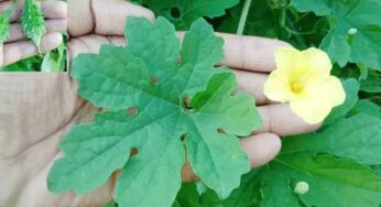 Bitter Gourd Leaves : కాక‌ర ఆకుల వ‌ల్ల క‌లిగే లాభాలు తెలిస్తే.. అస‌లు విడిచిపెట్ట‌రు..!