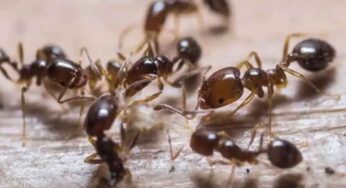 Black Ants : ఇంట్లో న‌ల్ల చీమ‌లు క‌నిపిస్తే ఏం జ‌రుగుతుంది..? ఇది కీడు చేస్తుందా.. మంచి చేస్తుందా..?