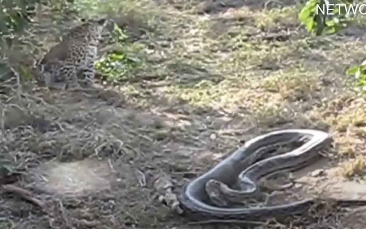 cheetah vs python which one wins 