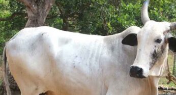 Cow : ఆవు తోక నుంచి ఒక వెంట్రుక‌ని తీసుకుని ఇలా చేయండి.. ఏం జ‌రుగుతుందో చూడండి..!