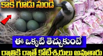 కాకి గూడు నుంచి ఈ ఒక్క‌టి తెచ్చుకోండి.. రాత్రికి రాత్రే కోటీశ్వ‌రులు అవుతారు..!