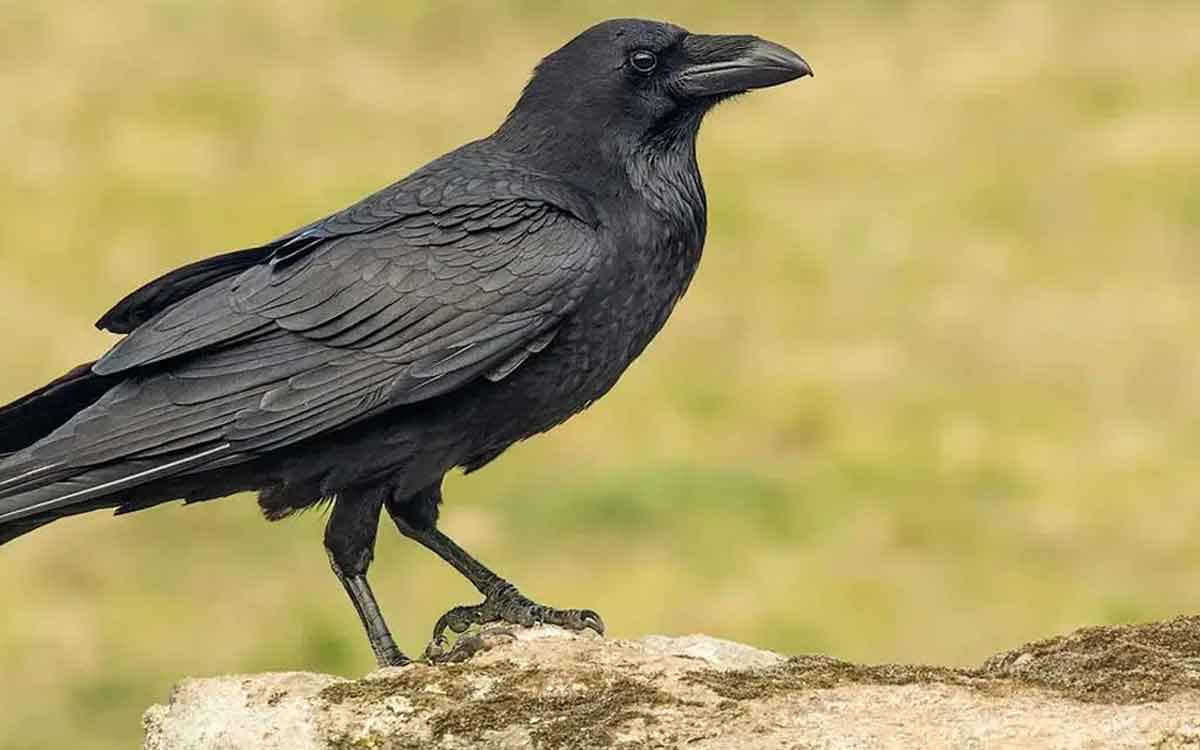 do you know why crow is called kalagnani 