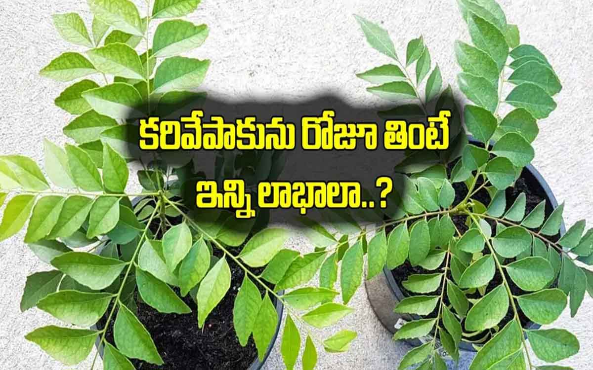 take curry leaves in this method daily 