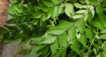 Curry Leaves : క‌రివేపాకుల‌తో ఎలాంటి రోగాల‌ను ఎలా న‌యం చేసుకోవ‌చ్చో తెలుసా..?