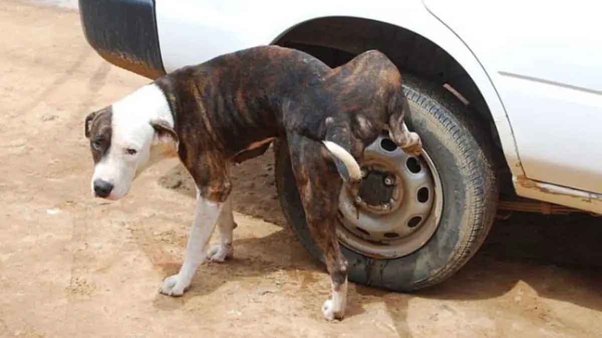 why dogs urinate on vehicle tires 