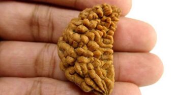 Eka Mukhi Rudraksha : ఏక‌ముఖి రుద్రాక్ష‌ల‌ను ధ‌రిస్తే.. ఏం జ‌రుగుతుందో తెలుసా..?