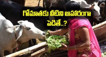 Feeding To Cow : గోమాతకి వీటిని ఆహారంగా పెట్టండి.. సమస్యలన్నీ పోతాయి.. సంతోషంగా ఉండవ‌చ్చు..!