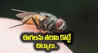 Flies : మీ ఇంట్లో ఈగ‌లు ఎక్కువ‌గా ఉన్నాయా.. ఈ చిట్కాల‌ను పాటించండి..!