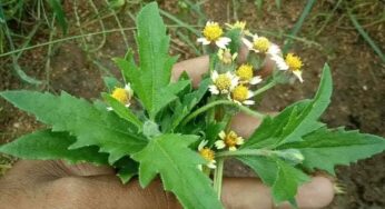 Gaddi Chamanthi : ఈ మొక్క ఎక్క‌డ క‌నిపించినా అస‌లు విడిచిపెట్ట‌కండి.. లాభాలు తెలిస్తే వెంట‌నే తెచ్చుకుంటారు..