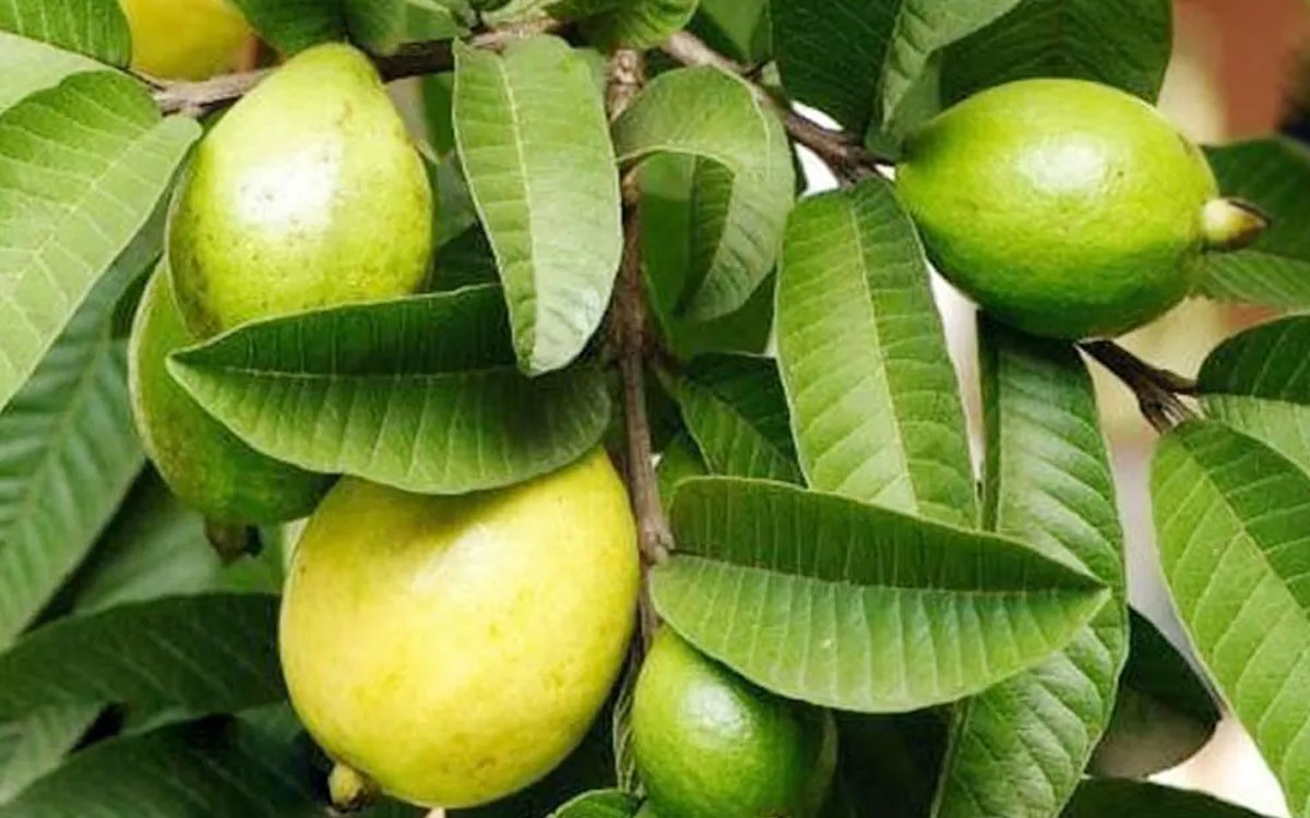 guava leaves also very beneficial to us 