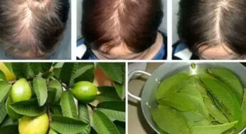 Guava Leaves For Hair : జామ ఆకుల‌తో ఇలా చేస్తే చాలు.. మీ జుట్టు నెల రోజుల్లోనే ఎంతో పొడ‌వుగా పెరుగుతుంది..!