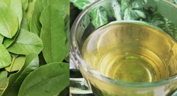 Guava Leaves Tea : జామ ఆకుల‌తో చేసిన టీని రోజూ తాగాల్సిందే.. ఎందుకో తెలిస్తే ఇప్పుడే తాగుతారు..