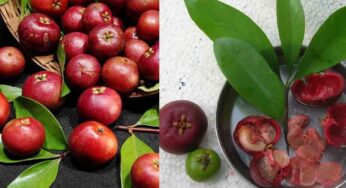 Kokum Fruit : ఈ పండ్ల గురించి తెలుసా.. వీటిని తింటే బోలెడు లాభాలు.. అస‌లు ఊహించ‌లేరు..