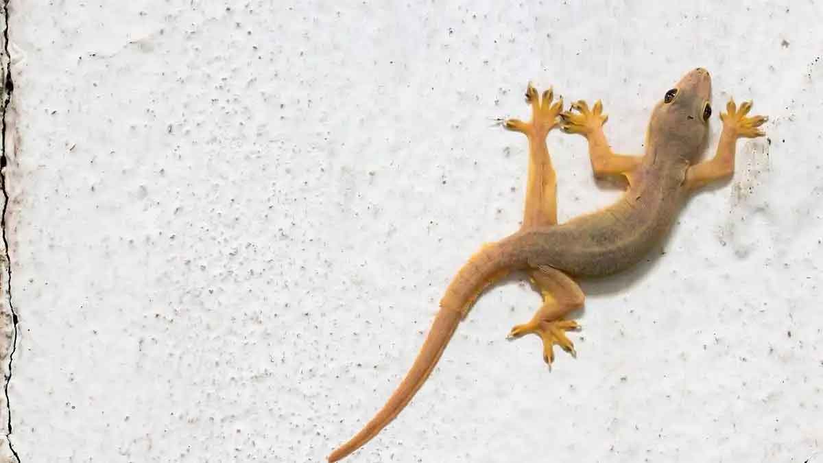 follow these tips to get rid of lizards 