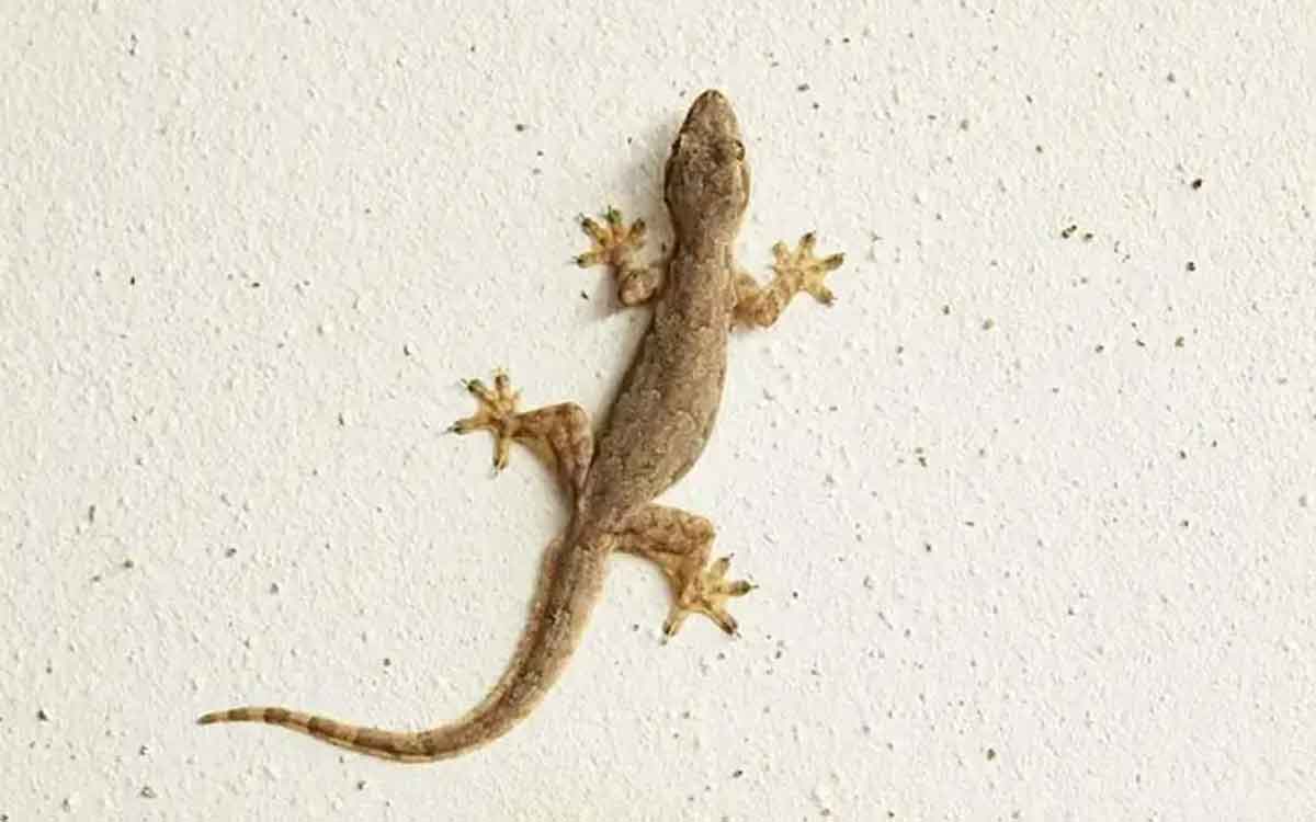 follow this tips to get rid of lizards 