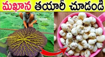 Making Of Phool Makhana : ఫూల్ మ‌ఖ‌నాల‌ను ఎలా త‌యారు చేస్తారో చూడండి..!