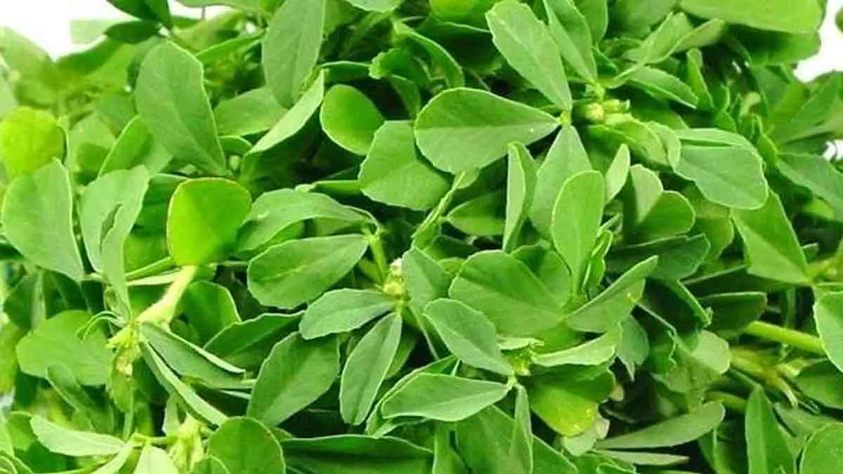 wonderful health benefits of menthikura 