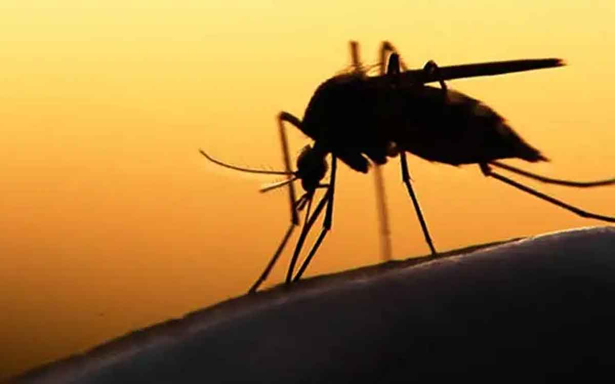 why mosquitoes hide during day time 