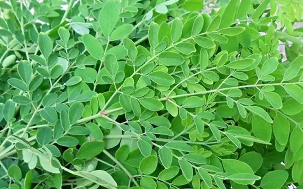 Drumstick Leaves many wonderful health benefits 