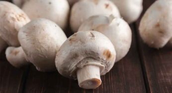 Mushrooms : పుట్ట‌గొడుగుల‌ను తింటే ఎన్ని లాభాలో తెలుసా..?