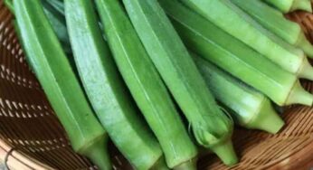 Okra Benefits : బెండ‌కాయ‌ల‌ను తింటే ఇన్ని లాభాలు క‌లుగుతాయా..? చెబితే న‌మ్మ‌లేరు..!