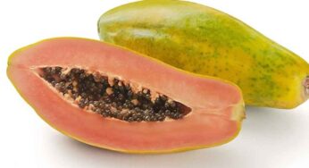 Papaya : బొప్పాయి పండులో దాగి ఉన్న అద్భుతాలు ఇవే.. ఎవ‌రైనా స‌రే తినాలి..!