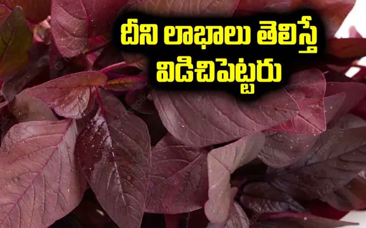 red amaranth wonderful health benefits 