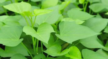 Sweet Potato Leaves : ఈ ఆకులని తీసుకుంటే.. గుండెపోటు అస్సలు రాదు.. పైగా ఈ సమస్యలు కూడా వుండవు..!