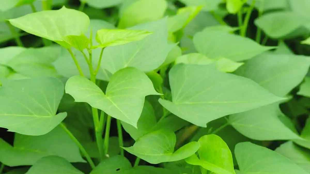 Sweet Potato Leaves many wonderful health benefits 