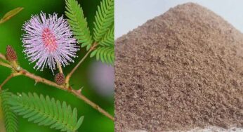 Touch Me Not Plant Root Powder : కాస్త పొడి చాలు.. మ‌గాళ్ల ప‌వ‌ర్ పెరుగుతుంది.. ఆ స‌మ‌స్య‌కు చెక్ పెట్ట‌వ‌చ్చు..!