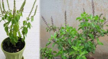 Tulsi Plant : తుల‌సి ఆకుల‌ను ఎప్పుడు ప‌డితే అప్పుడు, ఎవ‌రు ప‌డితే వారు కోయ‌కూడ‌ద‌ట‌.!