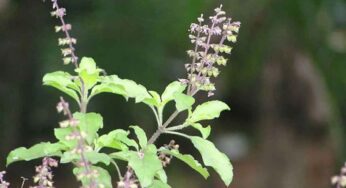 Holy Basil Plant : తులసి మొక్క‌ను పెంచుతున్న వారు క‌చ్చితంగా ఈ నియ‌మాల‌ను పాటించాలి..!