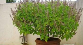 Tulsi Plant : ఆదివారం తులసి మొక్కకి నీళ్లు పోయకూడదు.. ఎందుకో తెలుసా..?