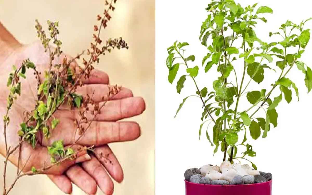 what happens if tulsi plant dries 