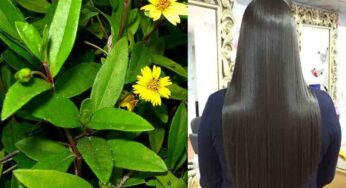 Bhringraj Leaves For Hair : ఈ ఆకుల‌ను ఇలా వాడితే చాలు.. మీ జుట్టు వ‌ద్ద‌న్నా పెరుగుతూనే ఉంటుంది..!