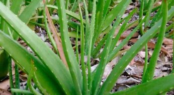 Aloe Vera For Vastu : క‌ల‌బంద ఆరోగ్యానికే కాదు.. వాస్తు ప‌రంగా కూడా ఎన్నో లాభాలను తెచ్చి పెడుతుంది..!