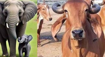 Animals : ఈ జంతువులు మీకు ఎదురయ్యాయా.. ఇక ఆ రోజంతా మీకు లక్‌ కలసి వస్తుంది..!