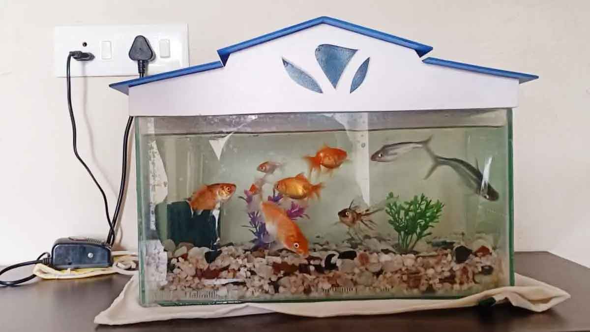 can we put Aquarium In Home