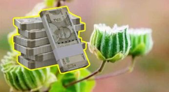 Athibala Plant : ఈ మొక్క అయ‌స్కాంతంలా ధ‌నాన్ని ఆక‌ర్షిస్తుంది.. ఎక్క‌డ క‌నిపించినా వ‌ద‌లొద్దు..!