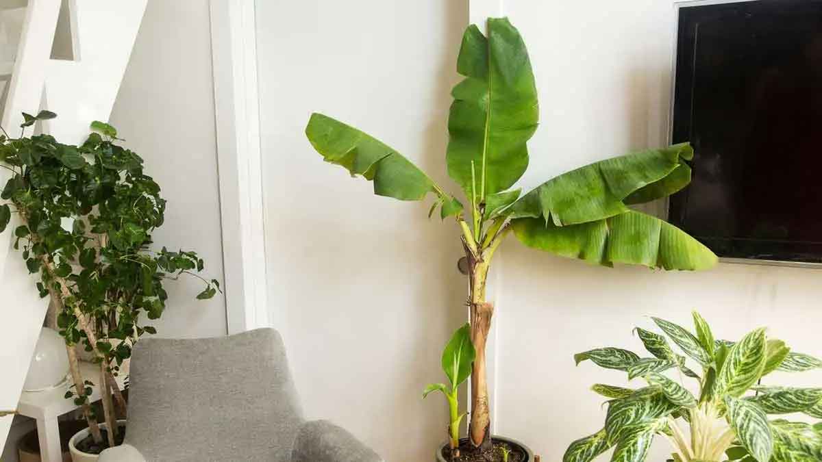 can we grow banana tree in home as per vastu 