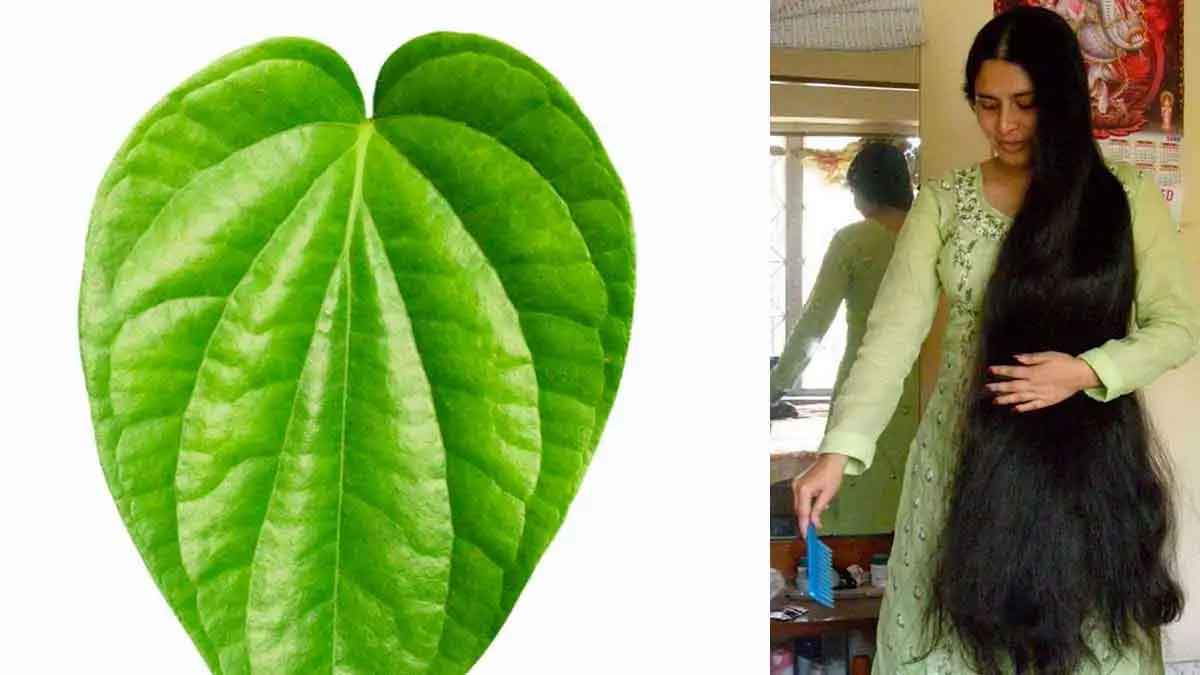 Betel Leaves For Hair Growth use them in this method 