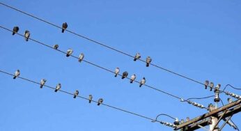 Birds On Electric Wires : క‌రెంటు తీగ‌ల‌పై కూర్చున్నా ప‌క్షుల‌కు షాక్ ఎందుకు కొట్ట‌దు..?